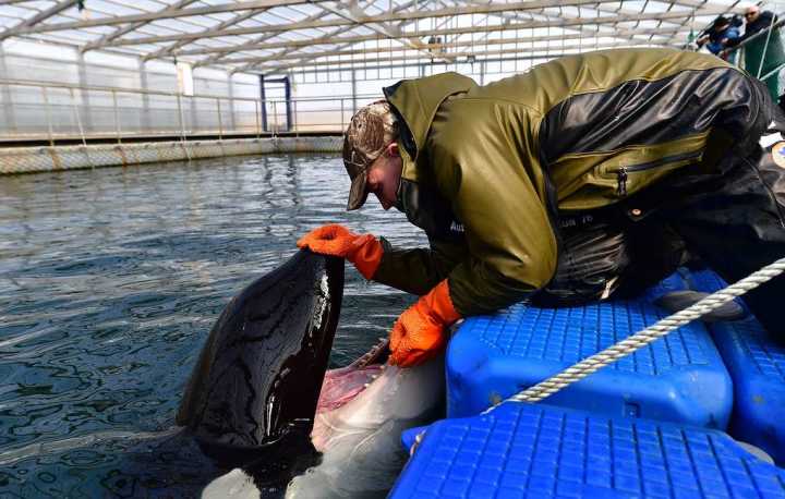 多国知名人士致信普京 呼吁解救“鲸鱼监狱”中的100多只鲸鱼