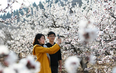 枣庄千亩山杏花竞相开放 吸引众多游客前来观花赏景