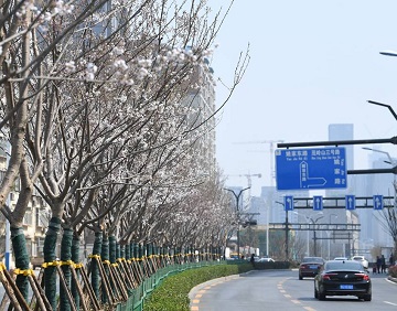 济南城区内最长“樱花大道”首迎盛开 4.2公里上演烂漫春景