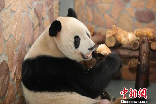 大熊猫“福福”睾丸肿瘤手术后伤口愈合良好