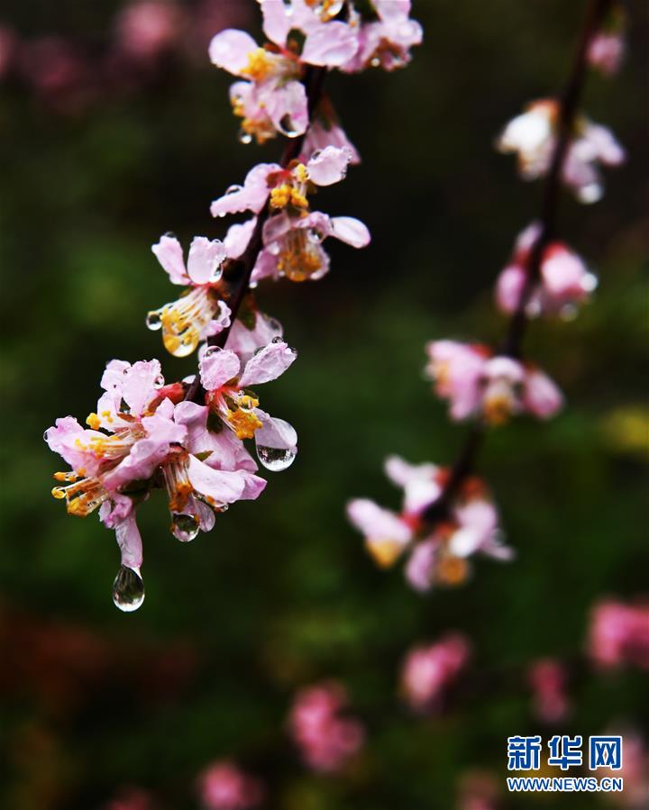 山东：春雨润花