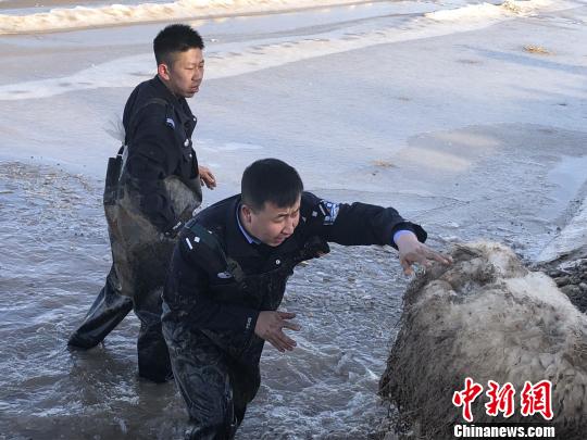 内蒙古边境警察“救助”500余只被困山羊
