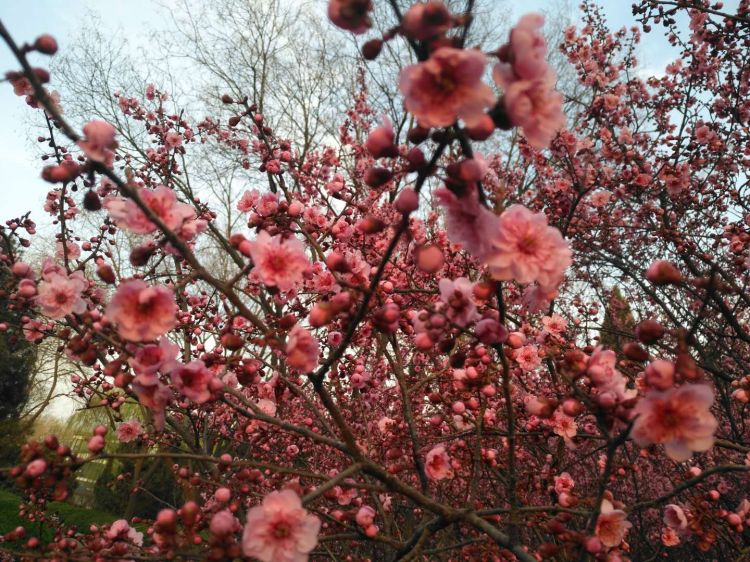 济南：新春里的百花园
