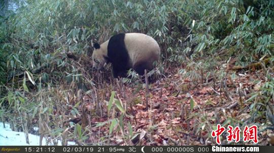 四川马边大风顶自然保护区红外相机拍摄到野生大熊猫