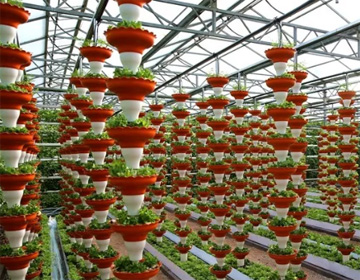 组图丨巨人南瓜、无土栽培 今年“菜博会”将有这些蔬菜顶尖科技亮相