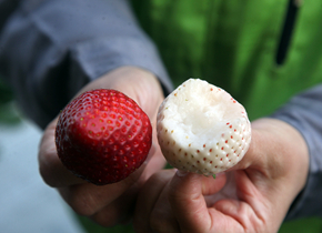 现代科技发展精致农业 新品种草莓走俏高端市场