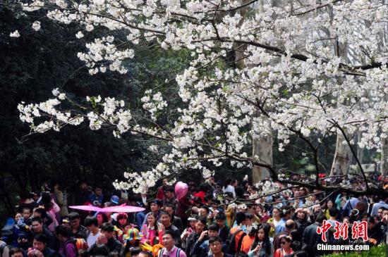 武汉大学回应赏樱游客冲突事件：其中一人未预约