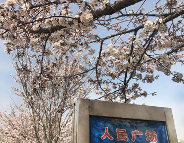 32秒｜天气回暖樱花盛开 来看潍坊大片“樱海”