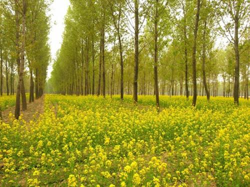 高唐：“森林氧吧”景宜人 城区绿化覆盖率达45.58%