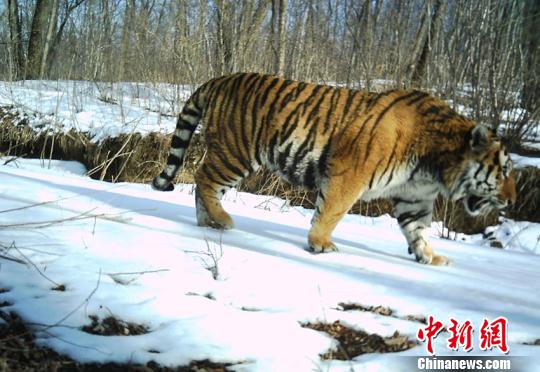 东北虎豹国家公园：虎豹在中国实现稳定繁衍生息