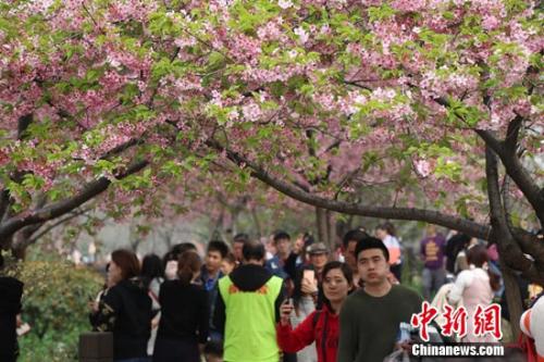 清明赏樱花人气居高不下 上海顾村公园成“网红”