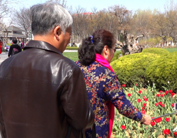 84秒丨一起踏青吧！潍坊植物园800平米郁金香盛装迎客