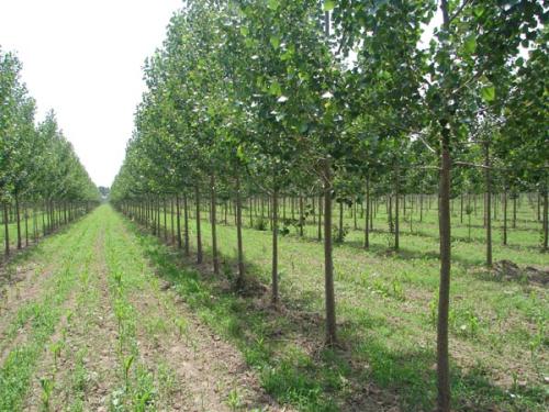 聊城：春季国土绿化取得新进展 完成新增造林62740.53亩