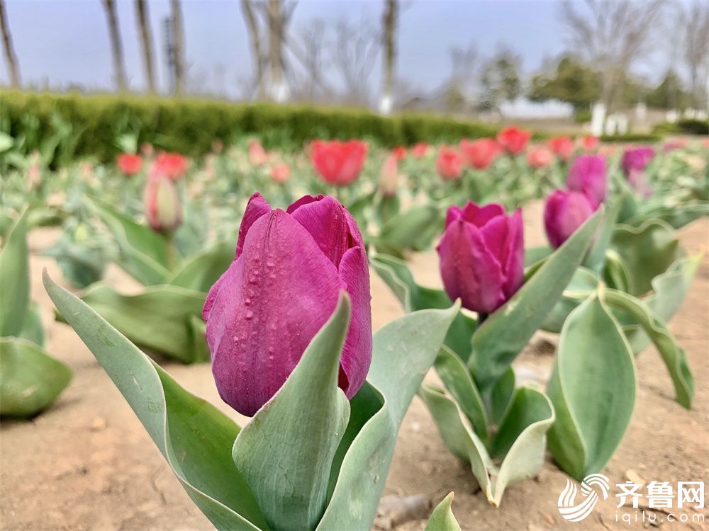 威海南海新区25万株郁金香花开正艳