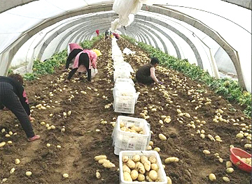 早春土豆获丰收，铁佛村村民走出自己的致富路