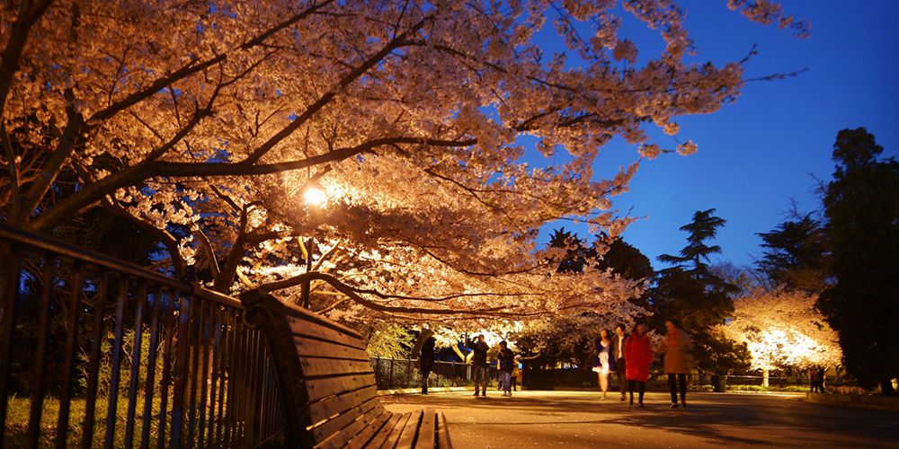 青岛夜色樱花美轮美奂 吸引游客驻足拍照