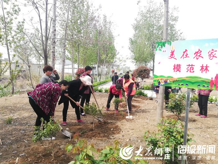 薛城沙沟镇20位“美在农家”先进典型共植模范林
