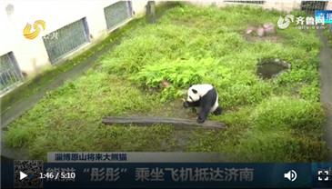 【民生直通车】【淄博原山将来大熊猫】熊猫“彤彤”乘坐飞机抵达济南