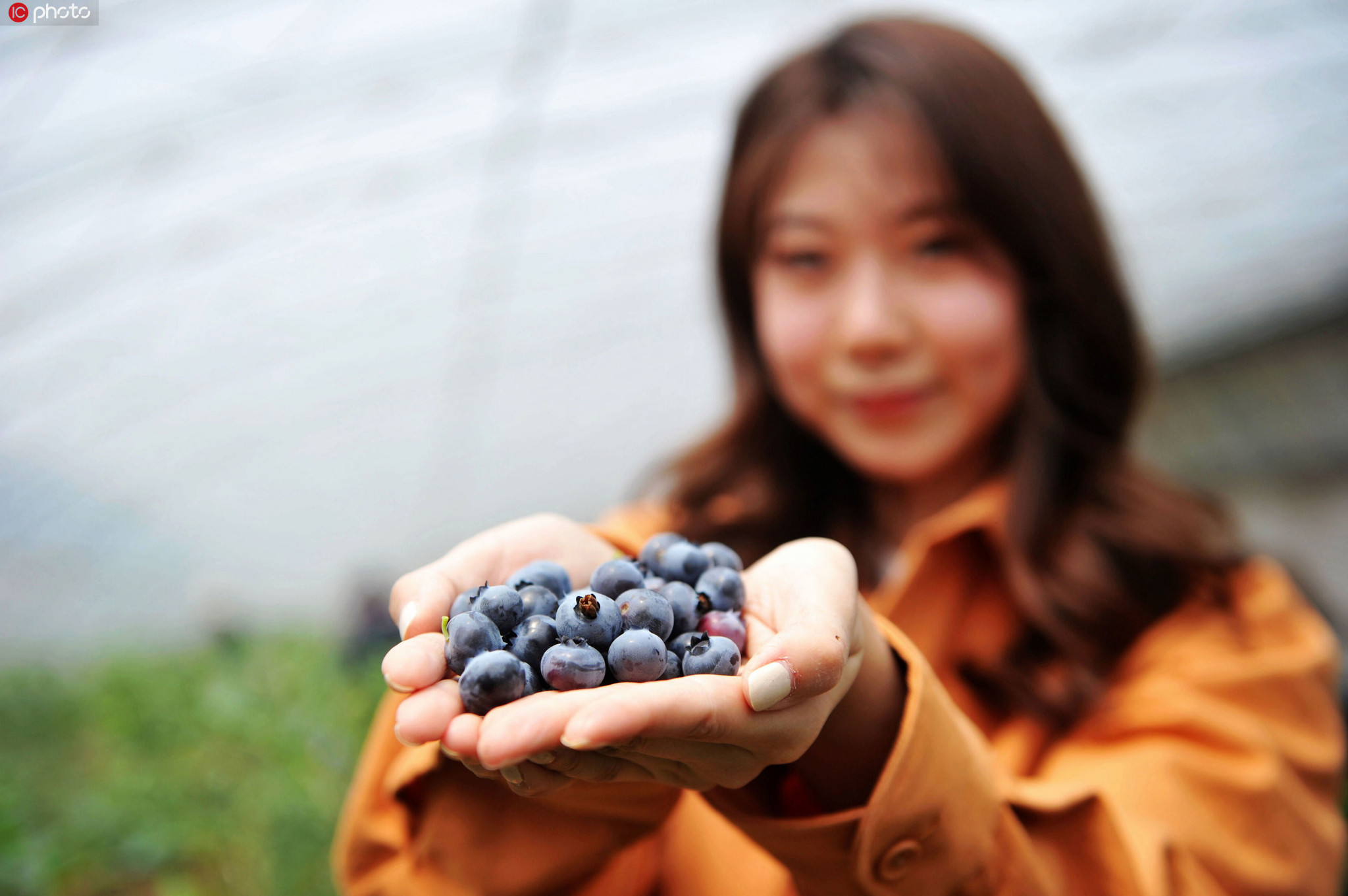 山东青岛25000亩蓝莓开放采摘迎“五一”