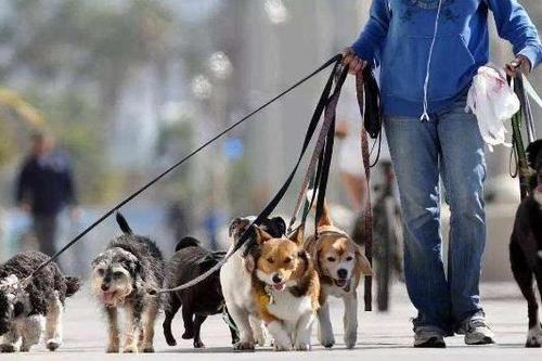 聊城今年将立法规范养犬行为 已列为重点立法项目