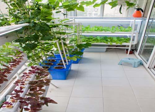 张店六旬老人自制有机肥设备 把阳台变成小菜园