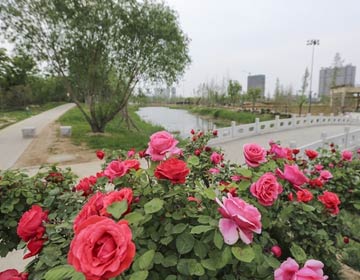 滨州植物园初步成型 市民可以游园赏景了