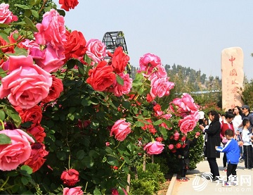 济南平阴6万亩玫瑰进入盛花期 花香四溢引游客沉醉