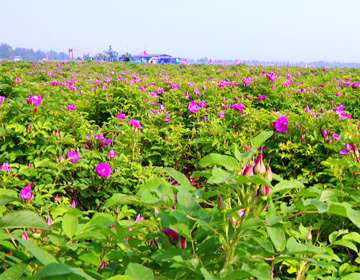 85秒丨600亩鲜花齐盛开 潍坊大柳树村这片“玫瑰花海”惊艳所有人！