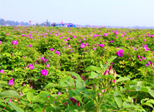 600亩鲜花齐盛开 潍坊大柳树村这片“玫瑰花海”惊艳所有人！