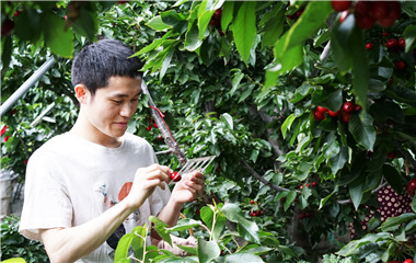 山东大学生帮果农卖樱桃 一个月挣40万