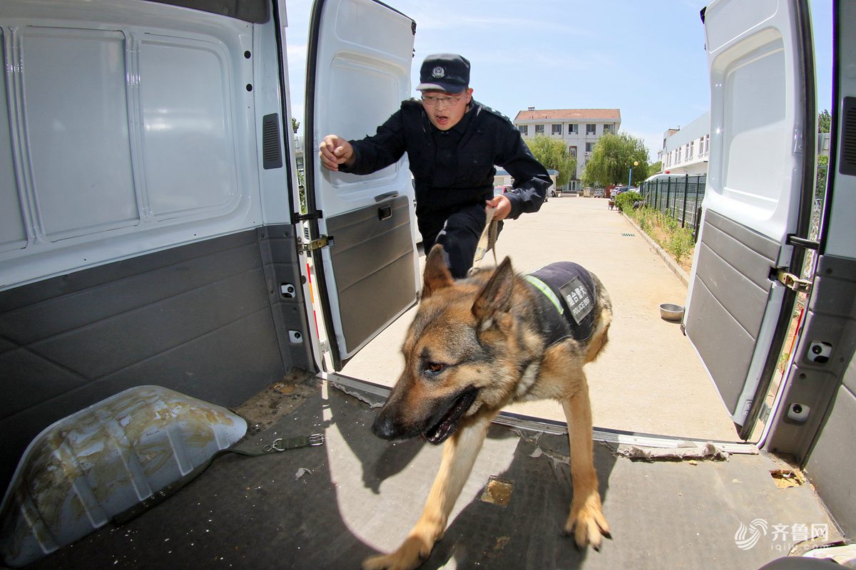 实拍烟台警犬训练基地 "无言的战友"训练忙