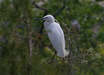 50秒丨翩若惊鸿！枣庄岩马湖畔吸引数千羽白鹭繁衍生息