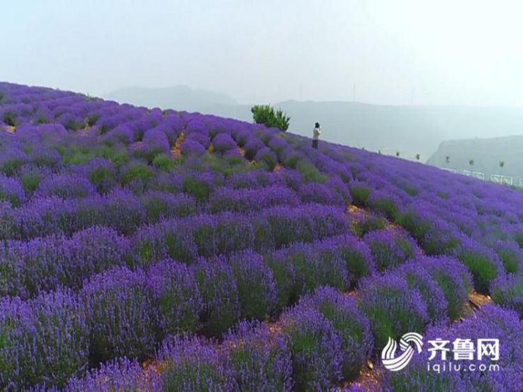 46秒|不用去普罗旺斯!临朐九山3000亩薰衣草给你好看