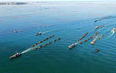 威海：海带“舰队”满载而归蔚为壮观