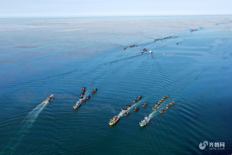 威海海带舰队满载而归蔚为壮观