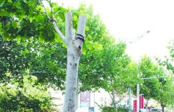 聊城城区17棵行道树遭“削冠” 部门：擅自修剪行为违法