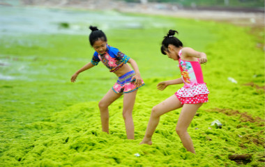 青岛浒苔堆积海岸 游客“深陷其中”艰难玩耍