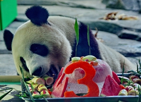 大熊猫“胖妞”3岁生日party 不爱蛋糕偏爱笋