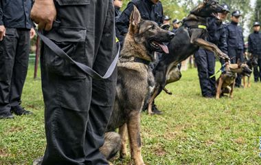 我国首只警用工作克隆犬“昆勋”通过考核正式入警