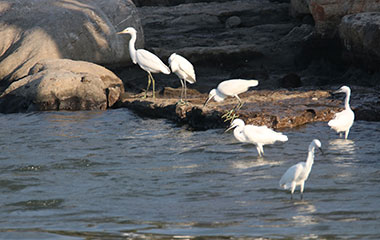  青岛：鸟儿在胶州湾河口觅食欢