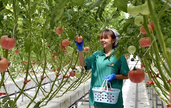 山东寒亭：田园综合体里的番茄熟了
