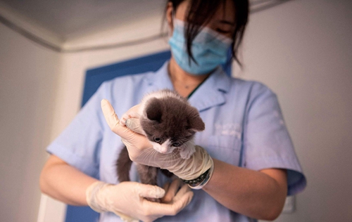 走近中国第一只自主培育克隆猫“大蒜”