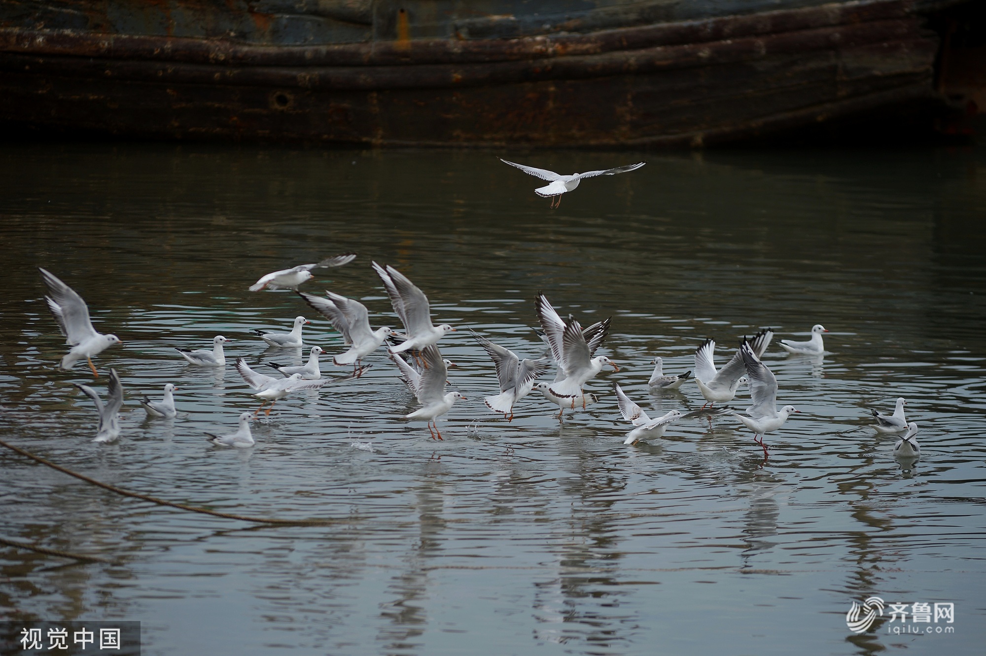 青岛渔港码头上成群红嘴鸥携幼鸟觅食 场面壮观