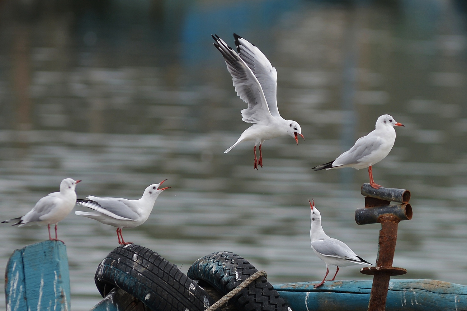 青岛渔港码头上成群红嘴鸥携幼鸟觅食 场面壮观