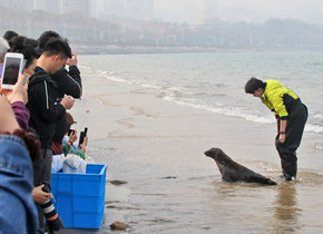 国内首例人工哺育小海狮烟台海边学游泳