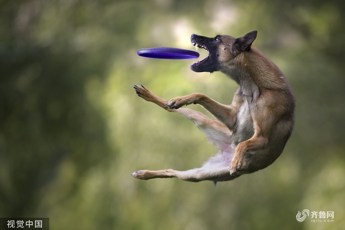 我的狗也能玩飞盘，训练成为飞盘狗的方法其实不难 - 知乎