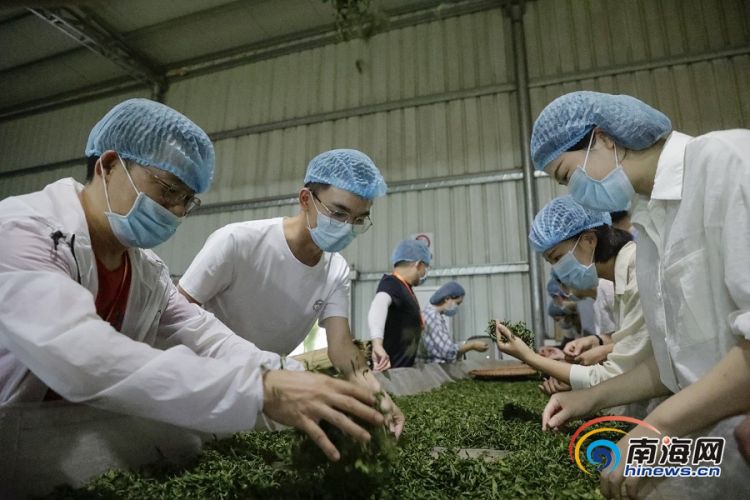 原创组图丨网媒采访团探访五指山椰仙茶园体验山水茶韵