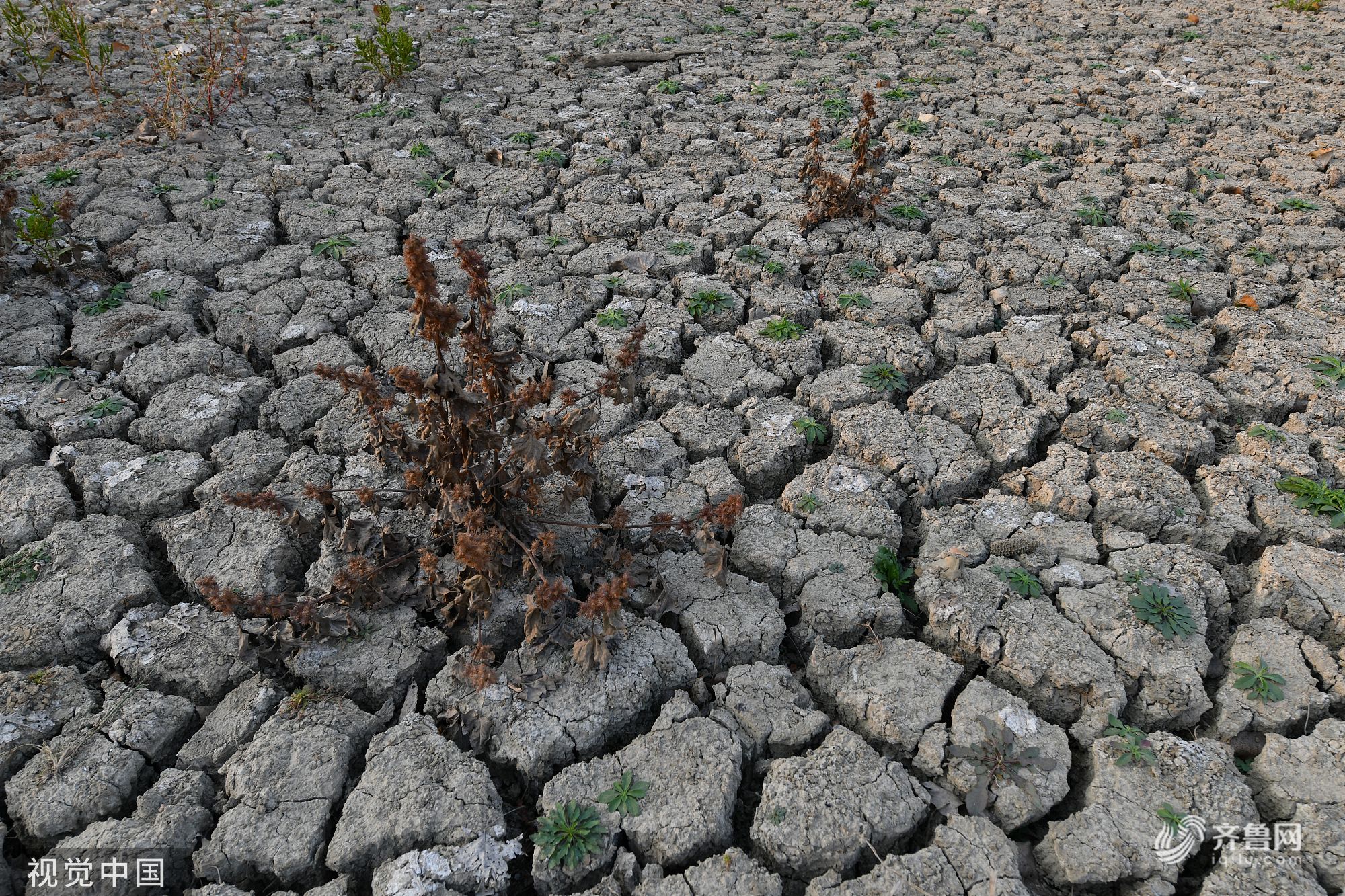 安徽伏秋旱已升级为近40年来最严重