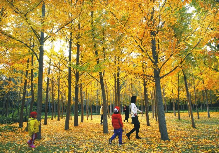济南森林公园初冬“秋色”美