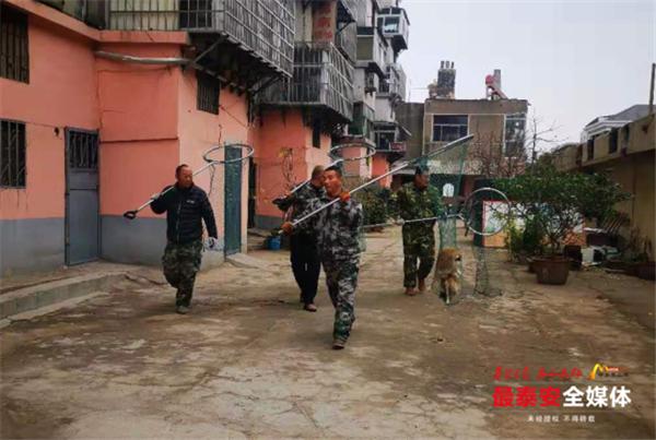 整治不文明养犬，泰安岱庙街道已收容32只流浪狗